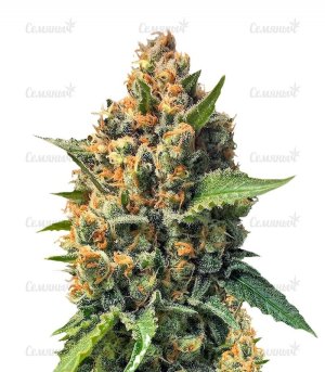Misty_Kush_Regular__8FGURmGcQSapV2QY.jpg Misty_Kush_Regular__8FGURmGcQSapV2QY.jpg