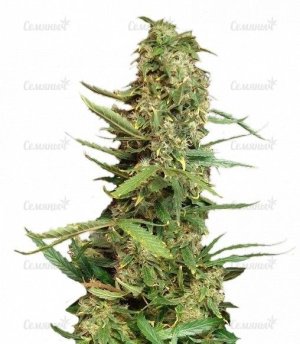 sort_Super_Skunk_Nirvana_Seeds__OmZ8dN2YBldP5rPn.jpg sort_Super_Skunk_Nirvana_Seeds__OmZ8dN2YBldP5rPn.jpg