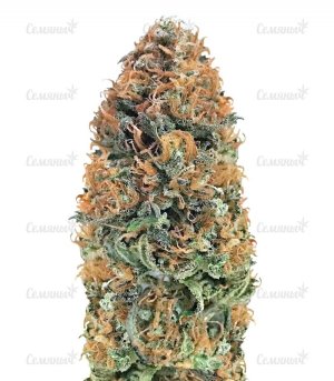 Bubblelicious_Regular_Seeds___Nirvana_Seeds__HTMTGzhRJYEFCwxb.jpg Bubblelicious_Regular_Seeds___Nirvana_Seeds__HTMTGzhRJYEFCwxb.jpg