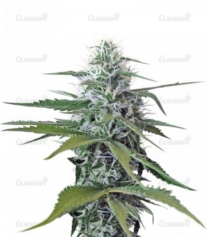 sort_Blue_Mystic_regular_Nirvana_Seeds__lwk3JPkcOjcrvlCh.jpg