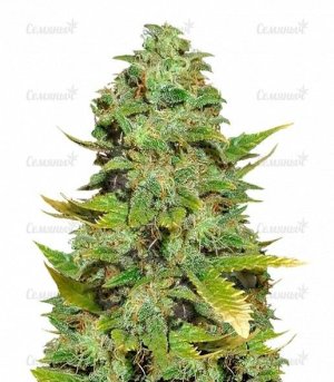 Mango_Skunk_regular__uicyLgYf4KzBybfk.jpg