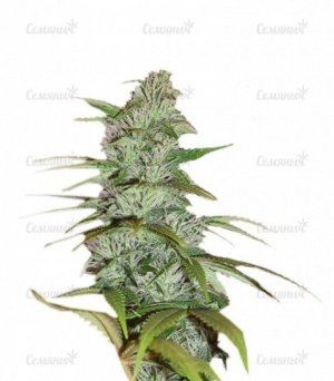 sort_Master_Kush_Nirvana_Seeds__1bsPX4LkLsDLobz0.jpg sort_Master_Kush_Nirvana_Seeds__1bsPX4LkLsDLobz0.jpg