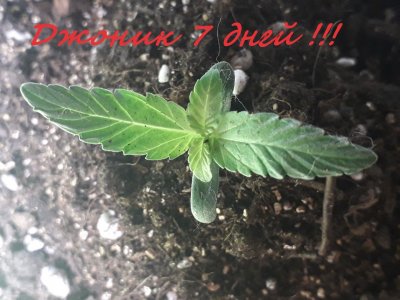 ропо.jpg