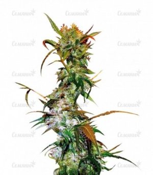 sort_VIP_Haze__SibJMRozA0cC50Pu.jpg