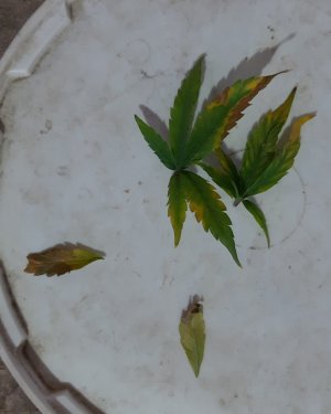 20230726_174721.jpg