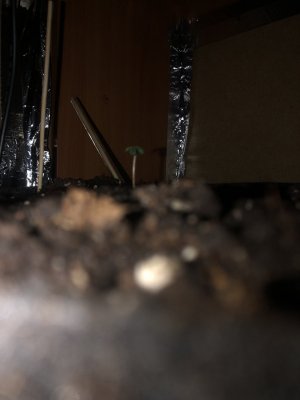 IMG_4085.jpeg