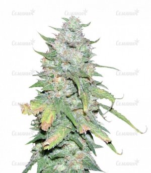 sort_Afghan_Kush_X_Yumbolt__CW2LyFNw68wW3Zxq.jpg sort_Afghan_Kush_X_Yumbolt__CW2LyFNw68wW3Zxq.jpg