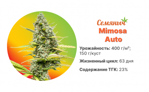 Mimosa Auto