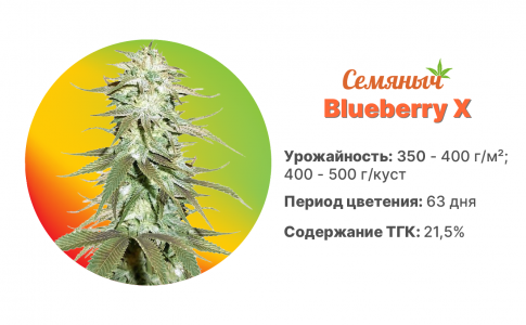 Blueberry X