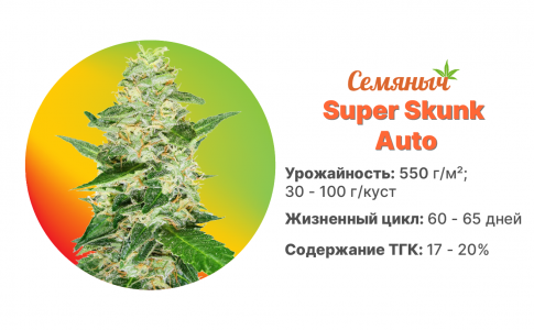 Super Skunk Auto