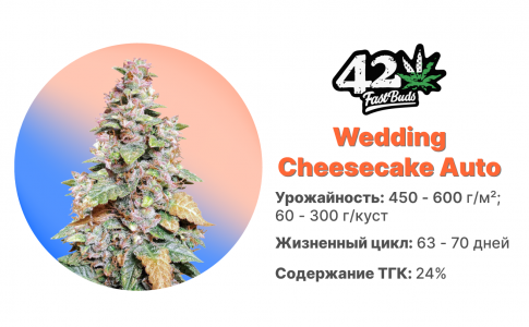 Wedding Cheesecake Auto Wedding Cheesecake Auto