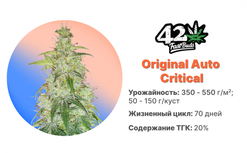 Original Critical Auto Original Critical Auto