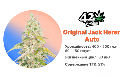 Original Jack Herer Auto Original Jack Herer Auto