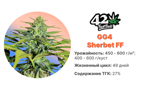 GG4 Sherbet FF GG4 Sherbet FF