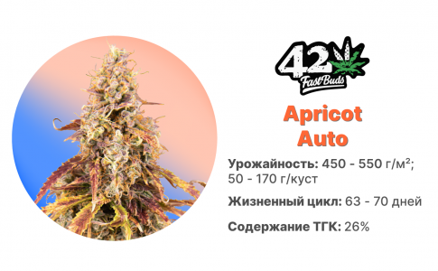 apricot auto.jpg apricot auto.jpg