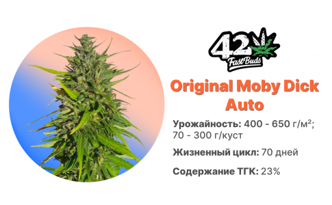 Original Moby Dick Auto Original Moby Dick Auto