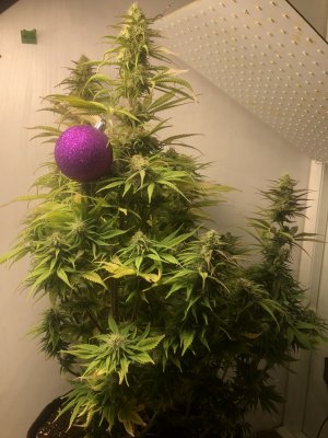 IMG_5363.jpeg