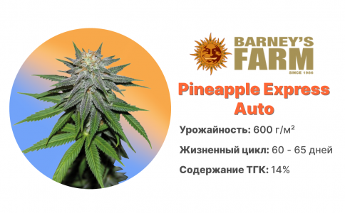 Pineapple Express Auto Pineapple Express Auto