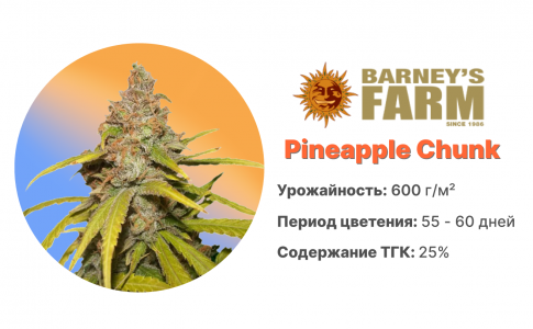 Pineapple Chunk