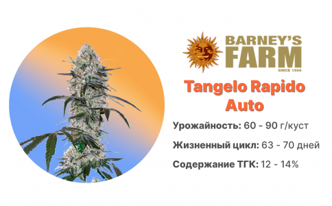 Tangelo Rapido Auto