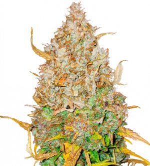 gmo auto.jpg gmo auto.jpg