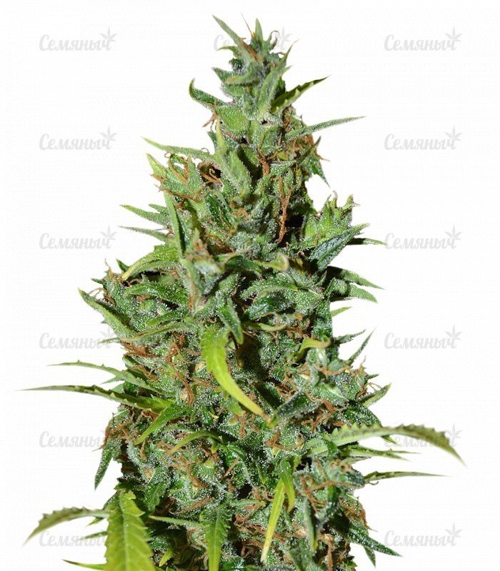sort_Neville_Haze_Auto_WoS__cP0dqaeU2HIb8JMz.jpg sort_Neville_Haze_Auto_WoS__cP0dqaeU2HIb8JMz.jpg