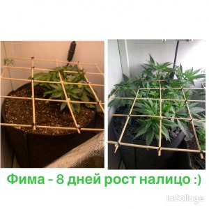 incollage_save.jpeg