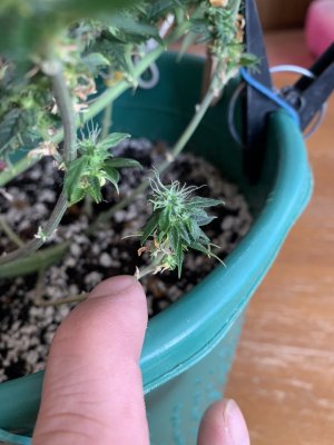 IMG_0636.jpeg