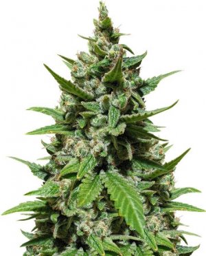 gelato auto.jpg