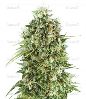 sort-Bubble-Gum-CBD__6vadh4vTx7nUV8TZ.jpg
