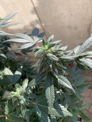 IMG_1519.jpeg