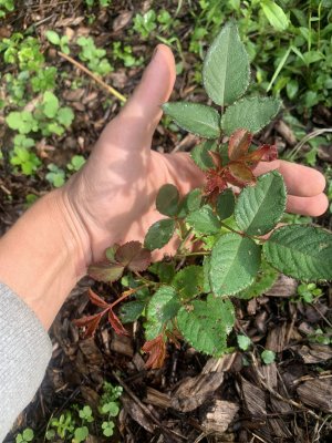 IMG_2050.jpeg