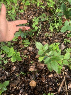 IMG_2051.jpeg